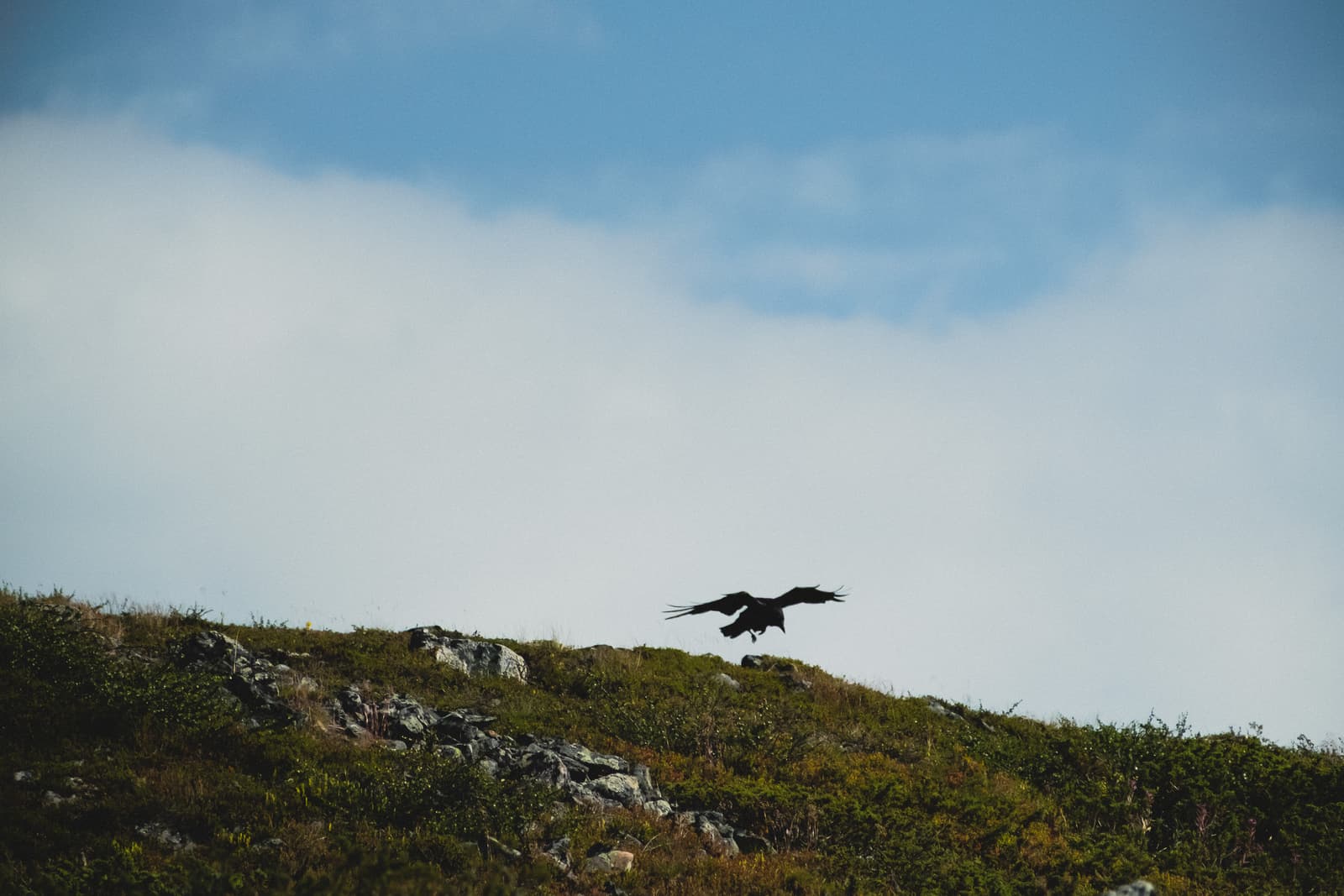 A black bird with wings fully spread hovers in mid-air above a grassy, rocky hillside under a pale blue sky with scattered clouds.